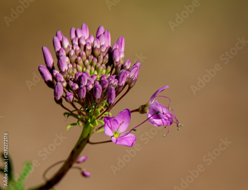 close up of lilac