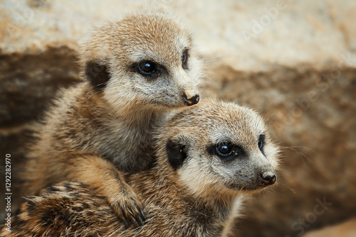 Suricate or meerkat (Suricata suricatta) detail portrait
