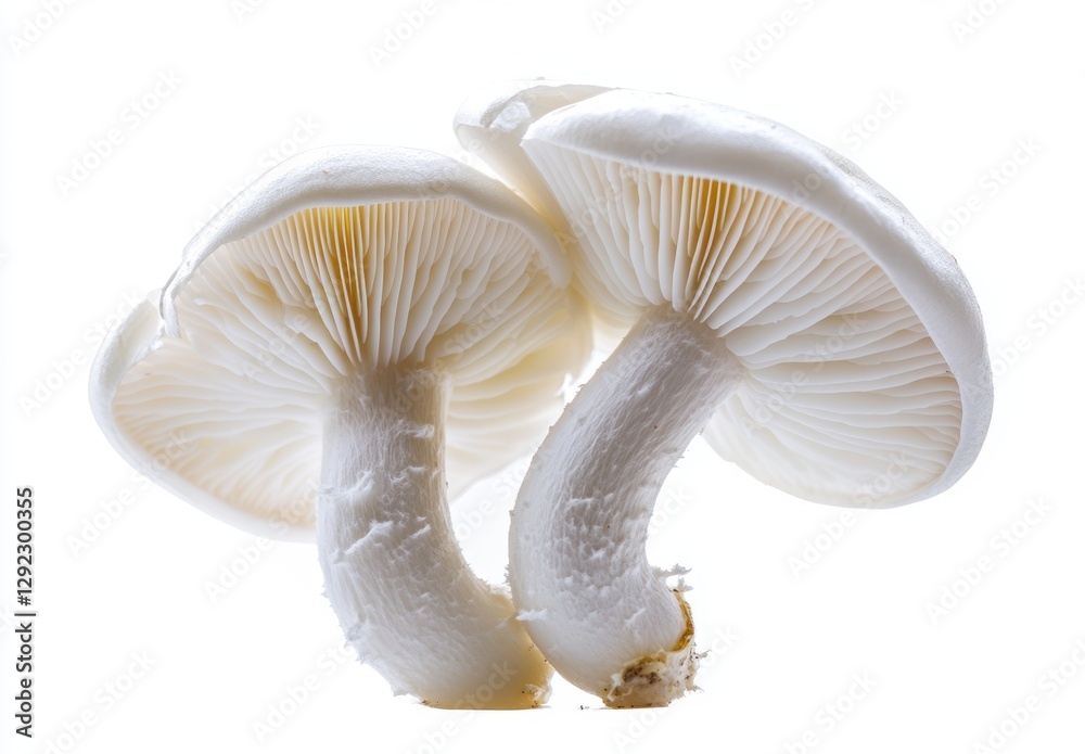 Fresh White Mushrooms on Bright Background for Culinary Uses Fresh White Mushrooms on Bright Background for Culinary Uses