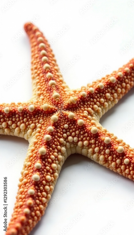 Intricate detail of a starfish, showing texture & color variations, against a stark white backdrop , image, color Intricate detail of a starfish, showing texture & color variations, against a stark white backdrop , image, color