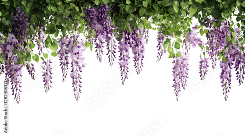 Fototapeta Naklejka Na Ścianę i Meble -  Beautiful hanging wisteria flowers with green leaves isolated on transparent background, perfect for spring and summer designs
