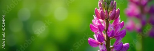 Close-up Vermont lupine blossoms, green background , bloom, detail, nature