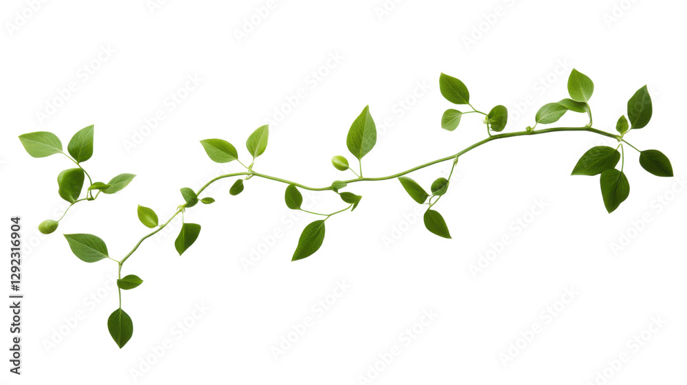 green leaves isolated on white background green leaves isolated on white background