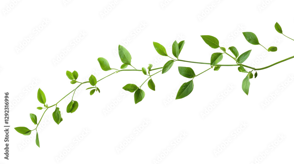 branch with green leaves isolated on white background branch with green leaves isolated on white background