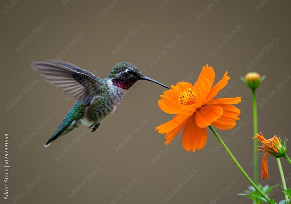 Naklejka premium High-speed capture of a hummingbird hovering near a vibrant flower