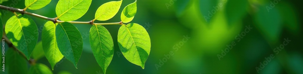 Freshly harvested Siamese neem leaves with stems, foliage, Freshly harvested Siamese neem leaves with stems, foliage,