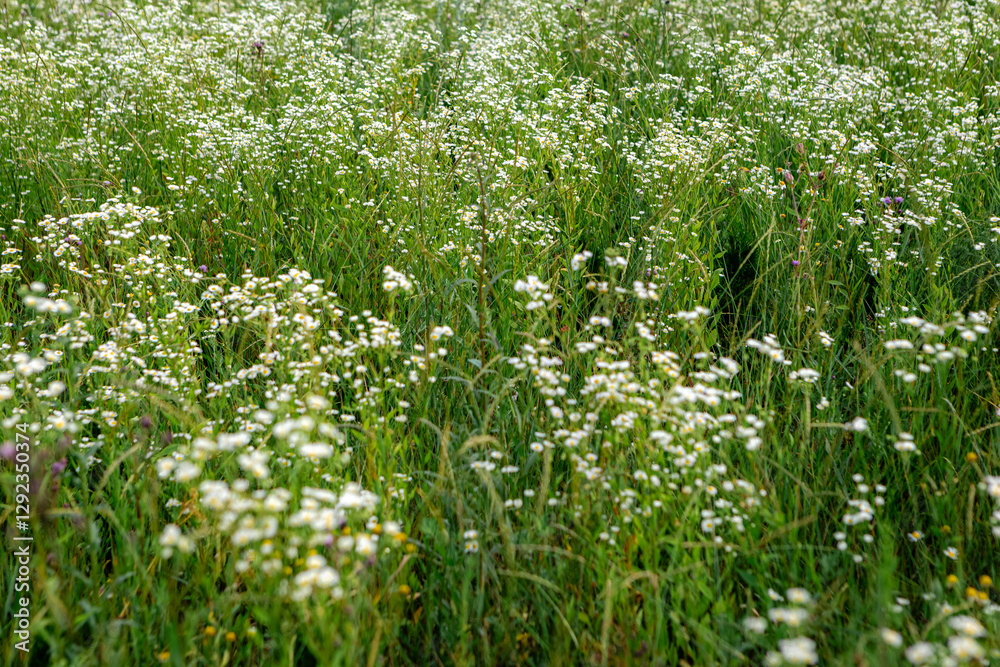 White wild daisies blooming in a lush green meadow under the bright sun of summer create a stunning and tranquil natural scene, inviting a sense of peace and beauty White wild daisies blooming in a lush green meadow under the bright sun of summer create a stunning and tranquil natural scene, inviting a sense of peace and beauty