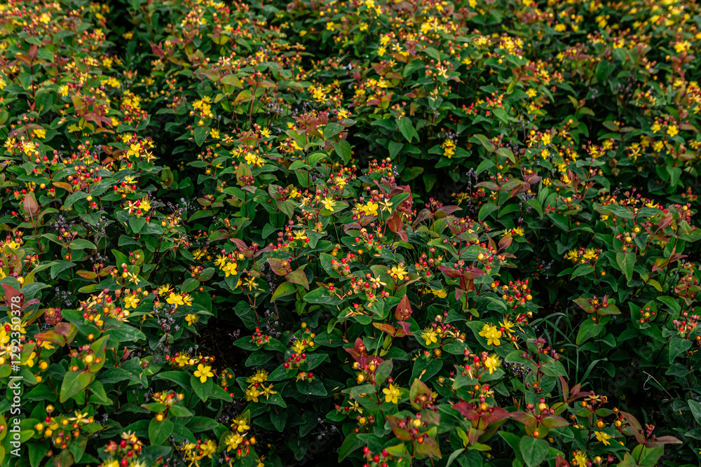Hypericum calycinum hidcote, also known as aaron's beard or rose of sharon, displays its vibrant yellow flowers and clusters of red berries, creating a captivating natural tapestry Hypericum calycinum hidcote, also known as aaron's beard or rose of sharon, displays its vibrant yellow flowers and clusters of red berries, creating a captivating natural tapestry