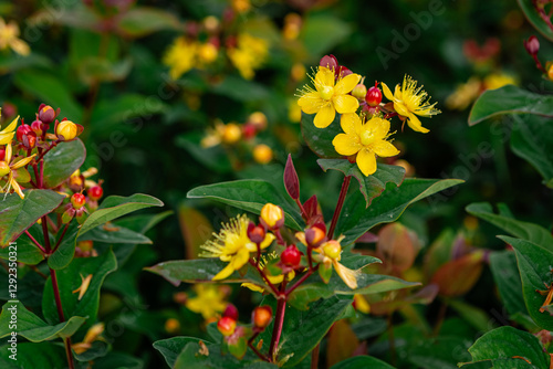 Hypericum hidcote, also known as st. John's wort, displays vibrant yellow blossoms and developing red berries amidst lush green foliage, creating a captivating scene in a summer garden