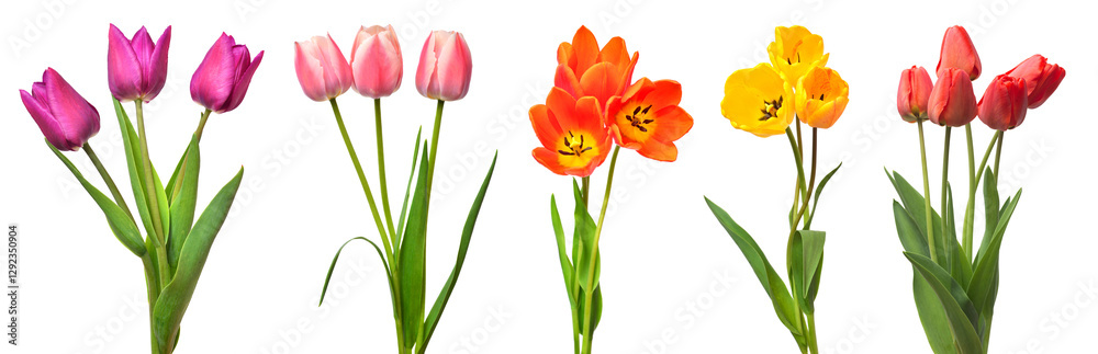 Collection colorful different flowers tulips isolated on a white background. Spring time, beautiful floral delicate composition. Creative concept. Flat lay, top view Collection colorful different flowers tulips isolated on a white background. Spring time, beautiful floral delicate composition. Creative concept. Flat lay, top view