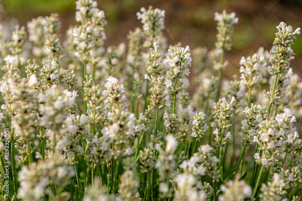 Blooming white lavender flowers fill a vibrant field, creating a stunning and aromatic landscape ideal for enhancing relaxation and promoting wellness through natural remedies Blooming white lavender flowers fill a vibrant field, creating a stunning and aromatic landscape ideal for enhancing relaxation and promoting wellness through natural remedies