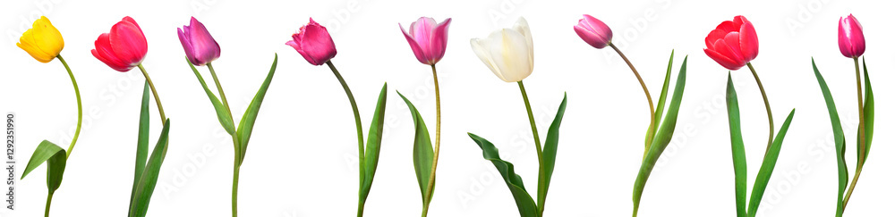 Collection colorful different flowers tulips isolated on a white background. Spring time, beautiful floral delicate composition. Creative concept. Flat lay, top view Collection colorful different flowers tulips isolated on a white background. Spring time, beautiful floral delicate composition. Creative concept. Flat lay, top view