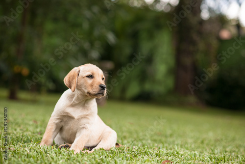 Puppy sitting on the green grass of a garden, heeding his master's call. Puppy looks to the side in attention to his master's voice.