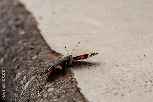 Vanessa atalanta pertenece a la familia Nymphalidae. photo