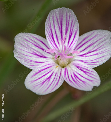 close up of a spring beauty flower