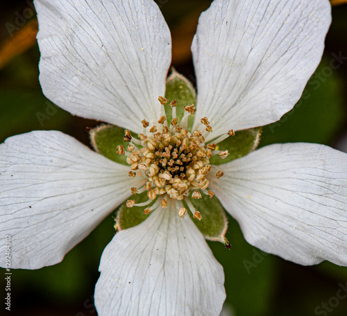 Tableau sur toile dew berry flower close up