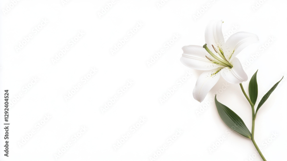 Fototapeta premium Elegant pure white lily on minimalistic background for floral design and decoration