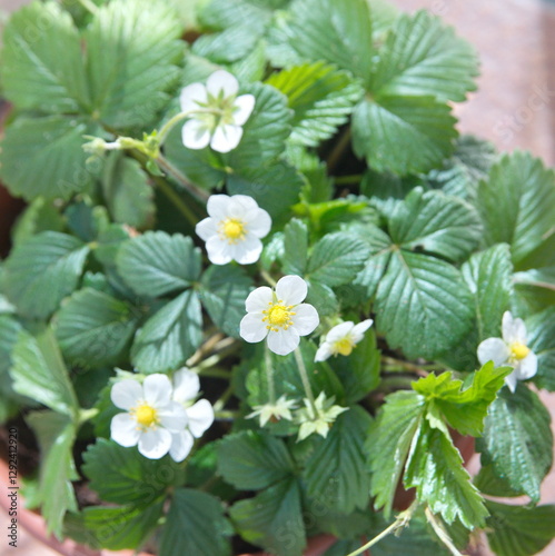 Strawberry plant with  white flowers, woodland strawberry, Fragaria vesca
