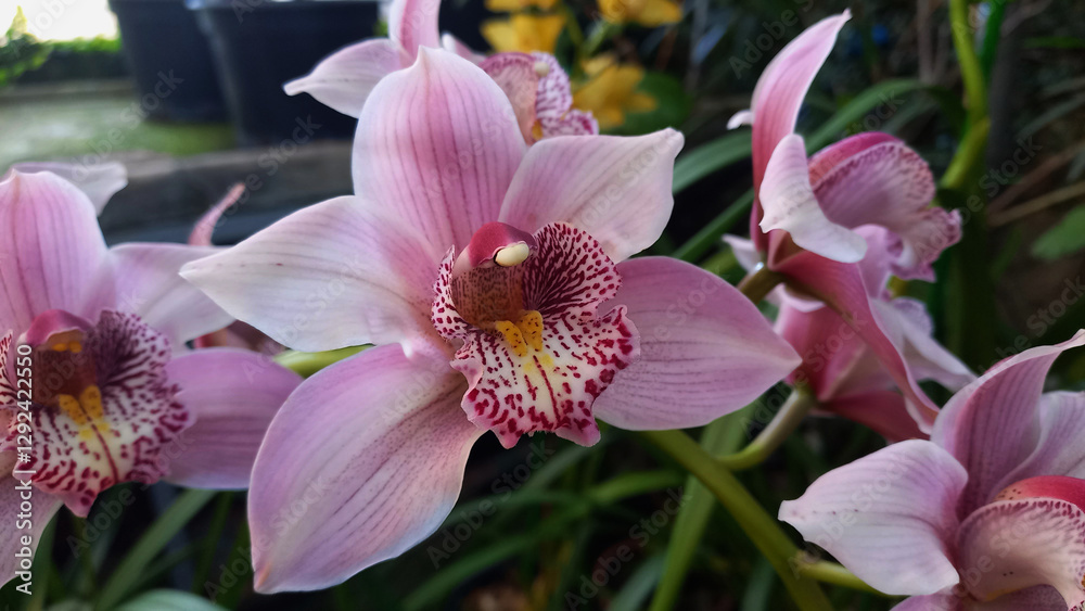 Fototapeta premium Beautiful pink orchids. Flowers in greenhouse. Pink flowers close-up. Botanical background.
