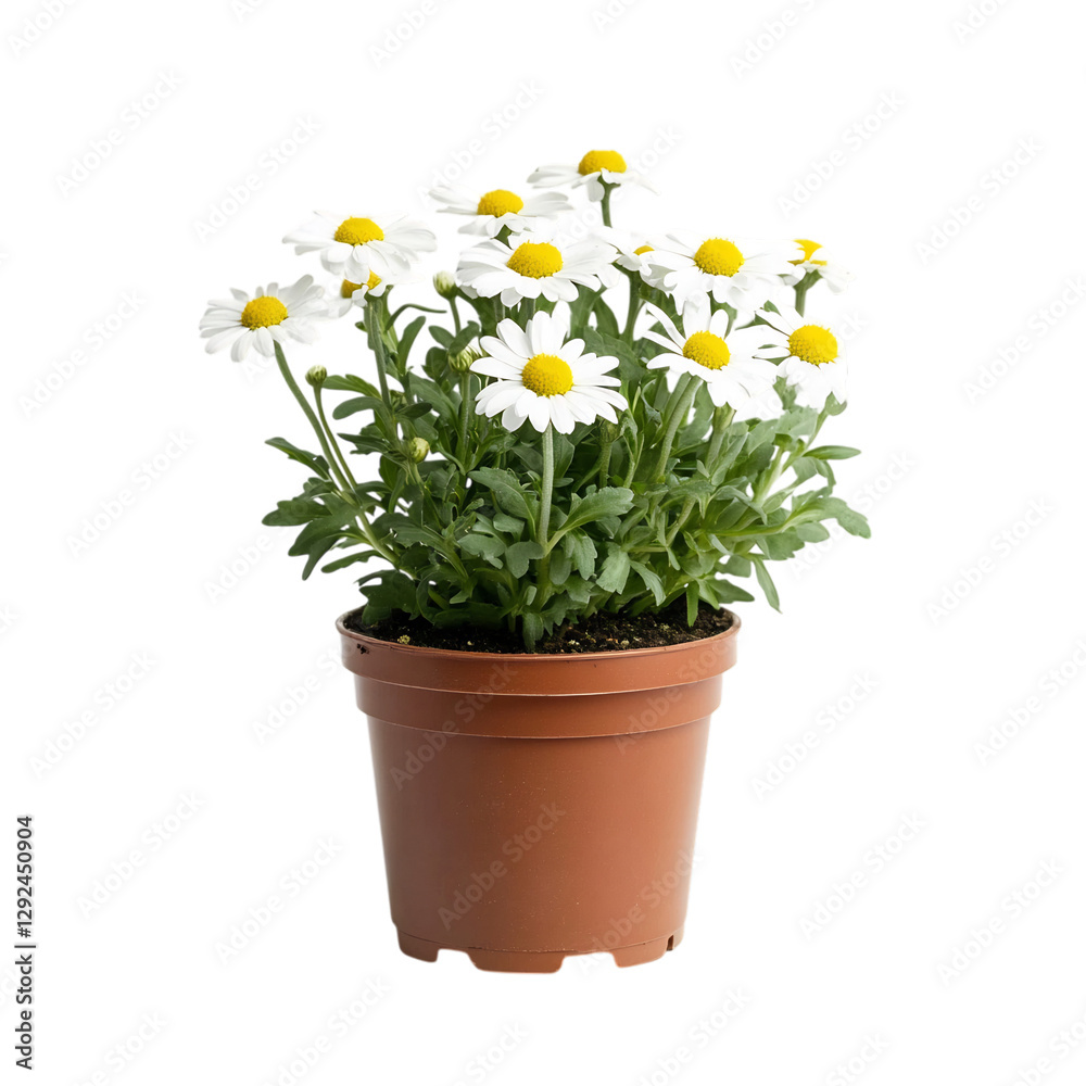 A Small Potted Daisy Plant with Yellow Petals Isolated on Transparent Background A Small Potted Daisy Plant with Yellow Petals Isolated on Transparent Background