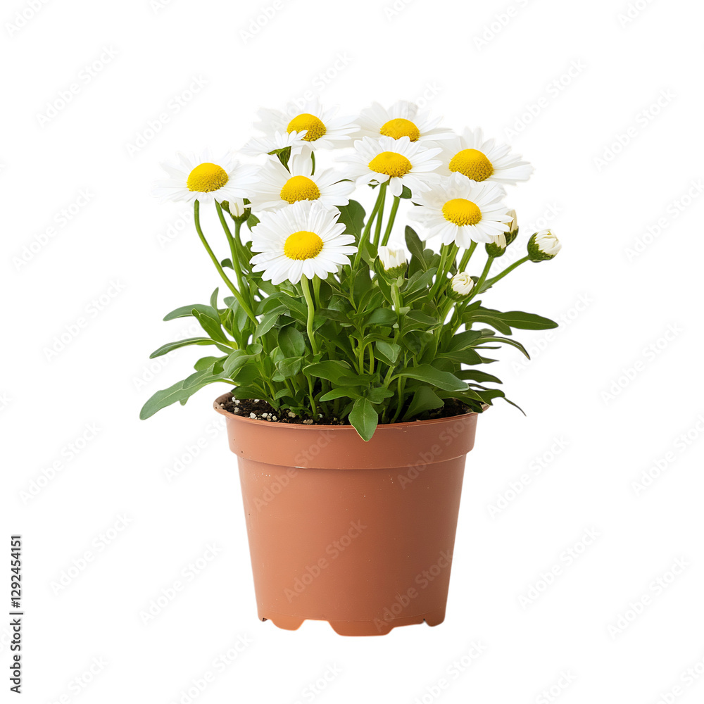 A Small Potted Daisy Plant with Yellow Petals Isolated on Transparent Background A Small Potted Daisy Plant with Yellow Petals Isolated on Transparent Background
