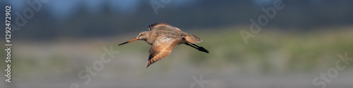 Marbled Godwit (Limosa fedoa) flying along the Washington coast during spring migration.