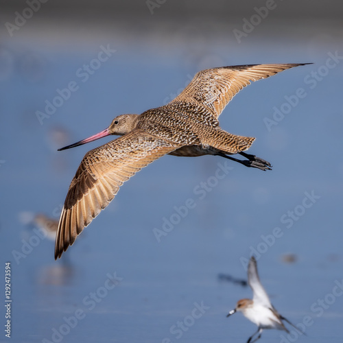 Marbled Godwit (Limosa fedoa) flying along Washington Coast during Spring migration. photo