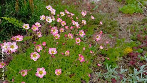 Canvas Print Beautiful botanical background. Pink saxifrage in the garden.