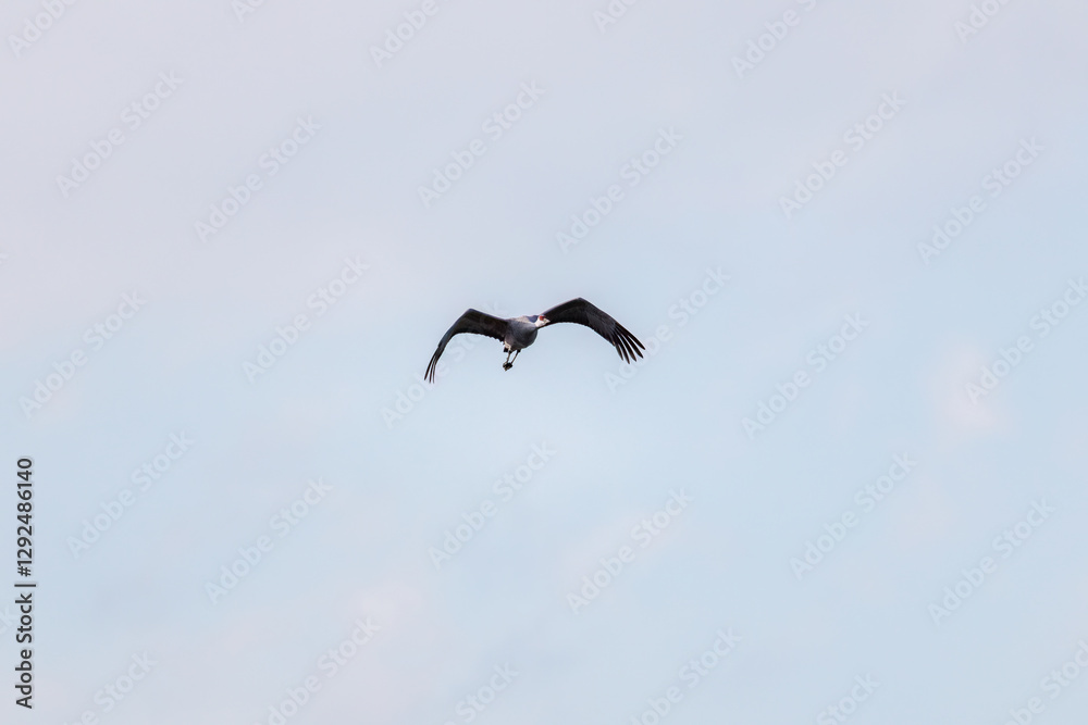 飛翔する美しく大きなカナダヅル(ツル科)
英名学名:Sandhill Crane, Grus canadensis
栃木県栃木市渡良瀬遊水地-2025
飛翔する美しく大きなカナダヅル(ツル科)
英名学名:Sandhill Crane, Grus canadensis
栃木県栃木市渡良瀬遊水地-2025
