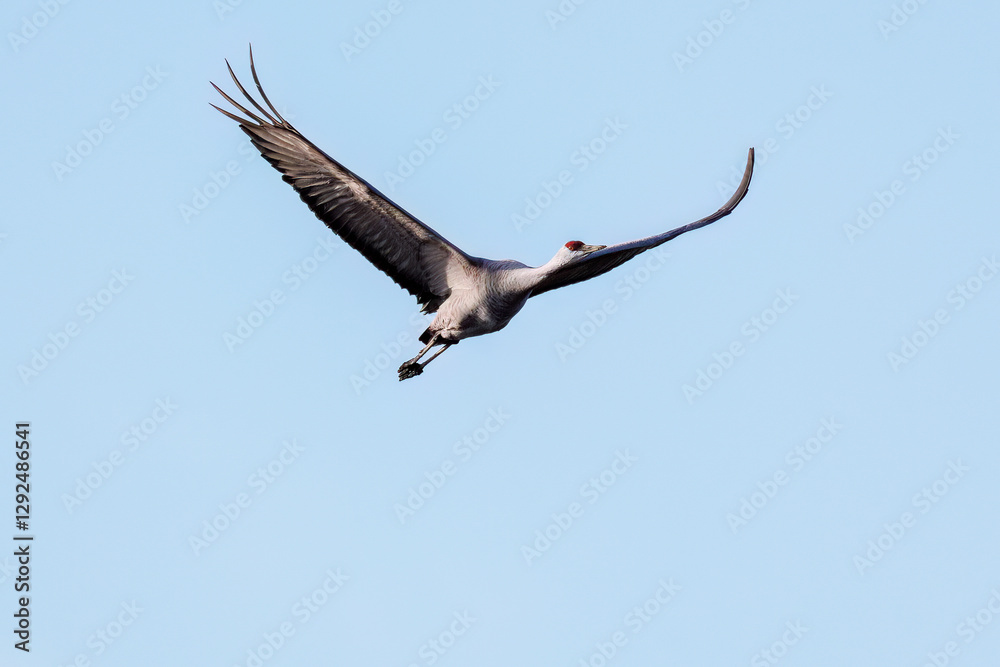 Obraz premium 飛翔する美しく大きなカナダヅル（ツル科） 英名学名：Sandhill Crane, Grus canadensis 栃木県栃木市渡良瀬遊水地-2025 