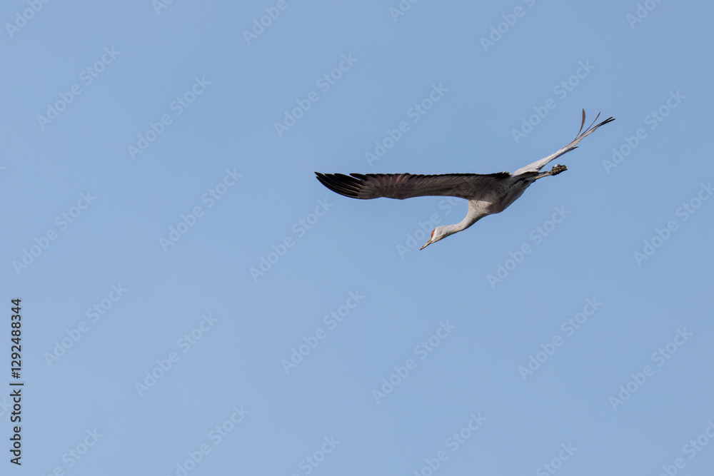 飛翔する美しく大きなカナダヅル(ツル科)
英名学名:Sandhill Crane, Grus canadensis
栃木県栃木市渡良瀬遊水地-2025
飛翔する美しく大きなカナダヅル(ツル科)
英名学名:Sandhill Crane, Grus canadensis
栃木県栃木市渡良瀬遊水地-2025