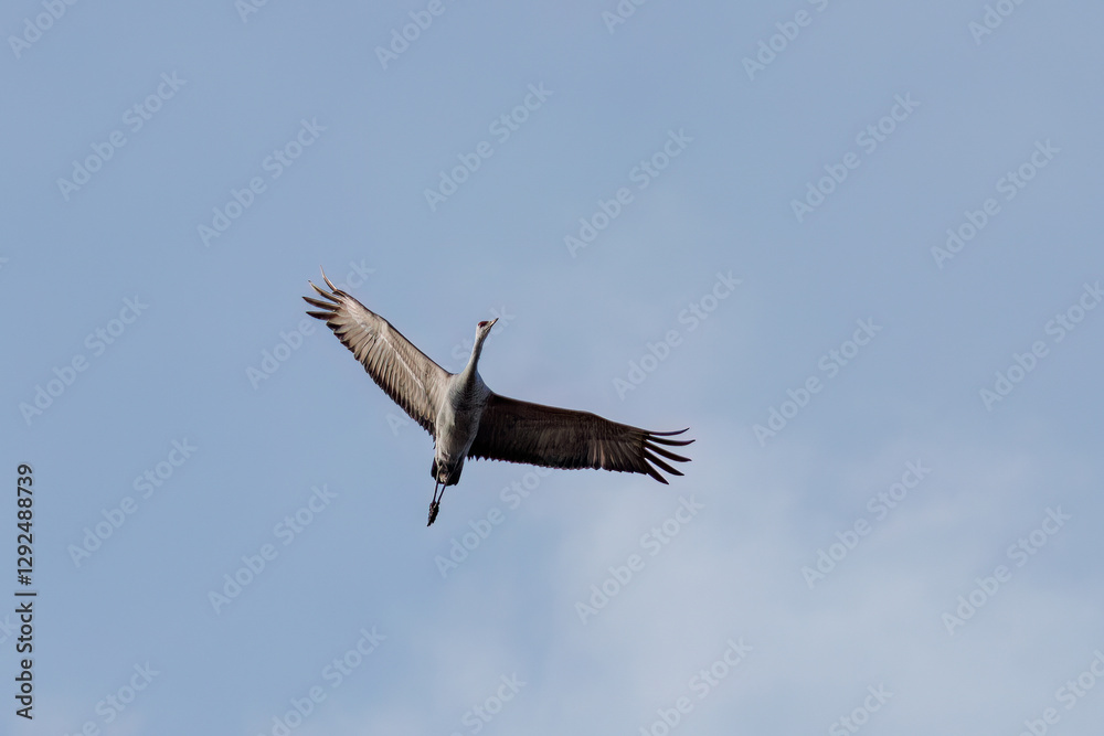 Obraz premium 飛翔する美しく大きなカナダヅル（ツル科） 英名学名：Sandhill Crane, Grus canadensis 栃木県栃木市渡良瀬遊水地-2025 