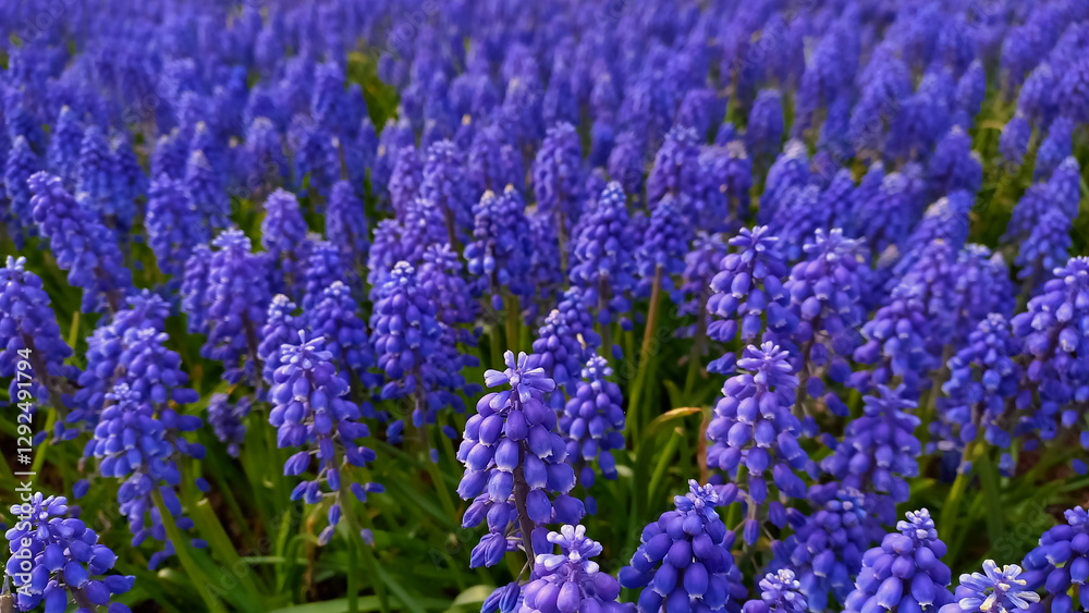 Beautiful florar background. Blue spring flowers. Muscari. Beautiful florar background. Blue spring flowers. Muscari.