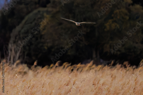 夕方飛翔してねぐら入りする美しいハイイロチュウヒ（タカ科）
英名学名：orthern harrier (Circus cyaneus, family comprising hawks) 
栃木県栃木市渡良瀬遊水地-2025
 photo