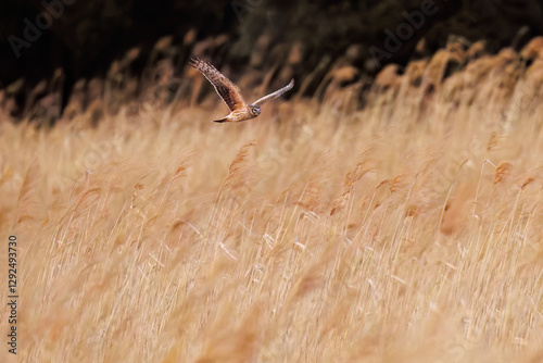 夕方飛翔してねぐら入りする美しいハイイロチュウヒ（タカ科）
英名学名：orthern harrier (Circus cyaneus, family comprising hawks) 
栃木県栃木市渡良瀬遊水地-2025
 photo