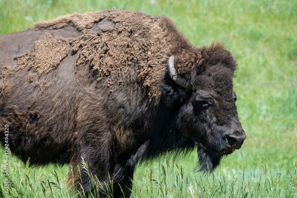 Fototapeta premium Buffalo in meadow