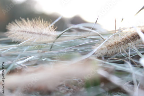 dry grass in the wind