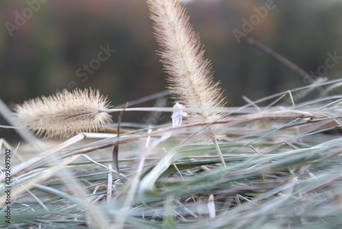 close up of dry grass