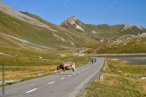 Cows crossing the road, with motorbikes and cars in the background, Alblapass,Switzerland / 道路を横断する牛　背景にはオートバイと車　アルブラ峠　スイス