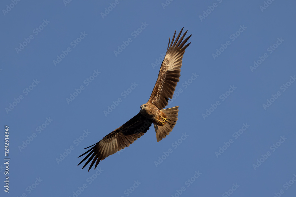 Fototapeta premium Juvenile Brahminy Kite in flight