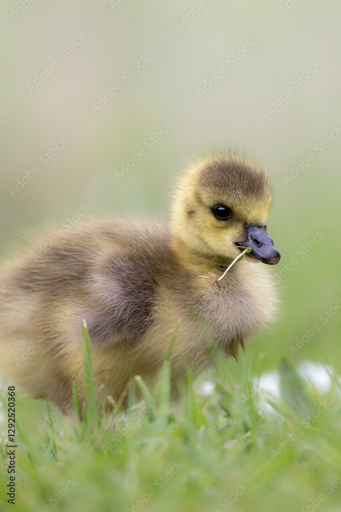 Egyptian Goose Chick amidst flowers Egyptian Goose Chick amidst flowers