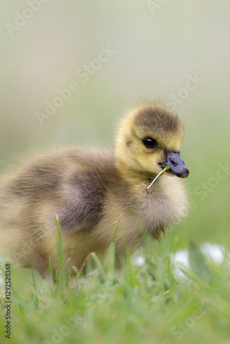 Egyptian Goose Chick amidst flowers