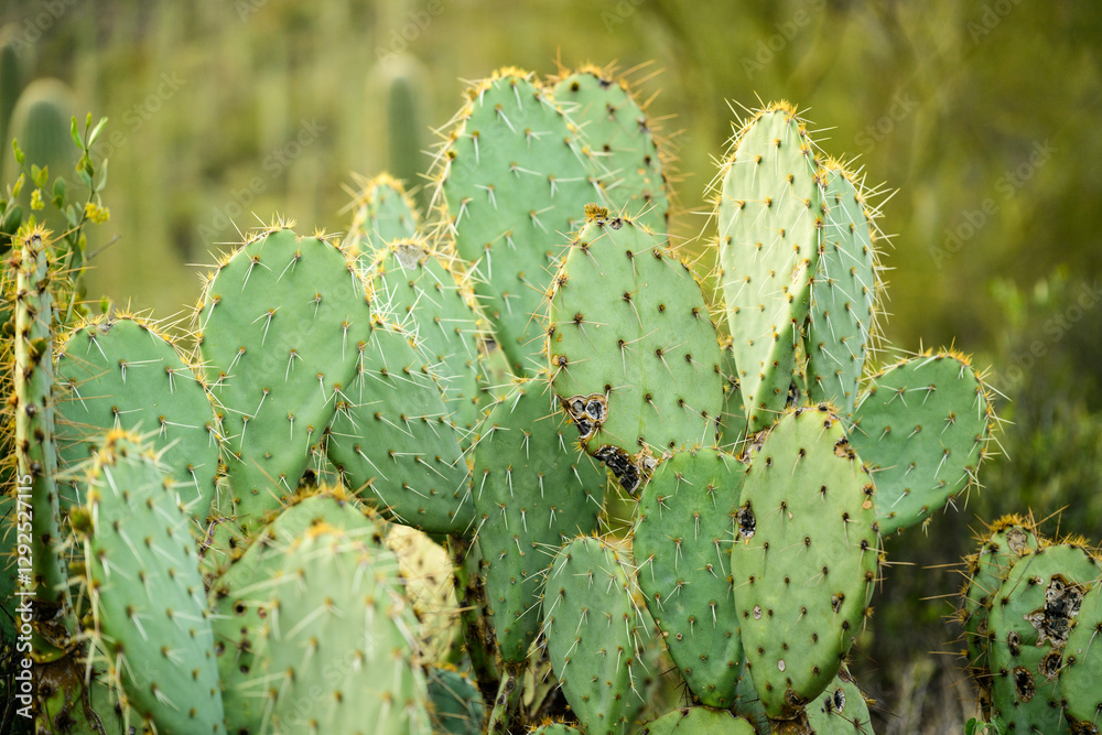 prickly pear cactus in desert prickly pear cactus in desert