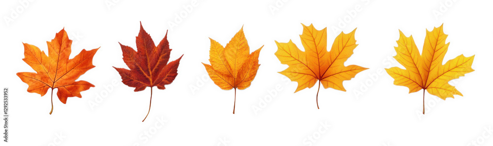 series of five leaves arranged in a row. showcasing a gradient of autumn colors from red to orange to yellow this visual highlights the beauty of fall foliage and can be used for educational or decora series of five leaves arranged in a row. showcasing a gradient of autumn colors from red to orange to yellow this visual highlights the beauty of fall foliage and can be used for educational or decora