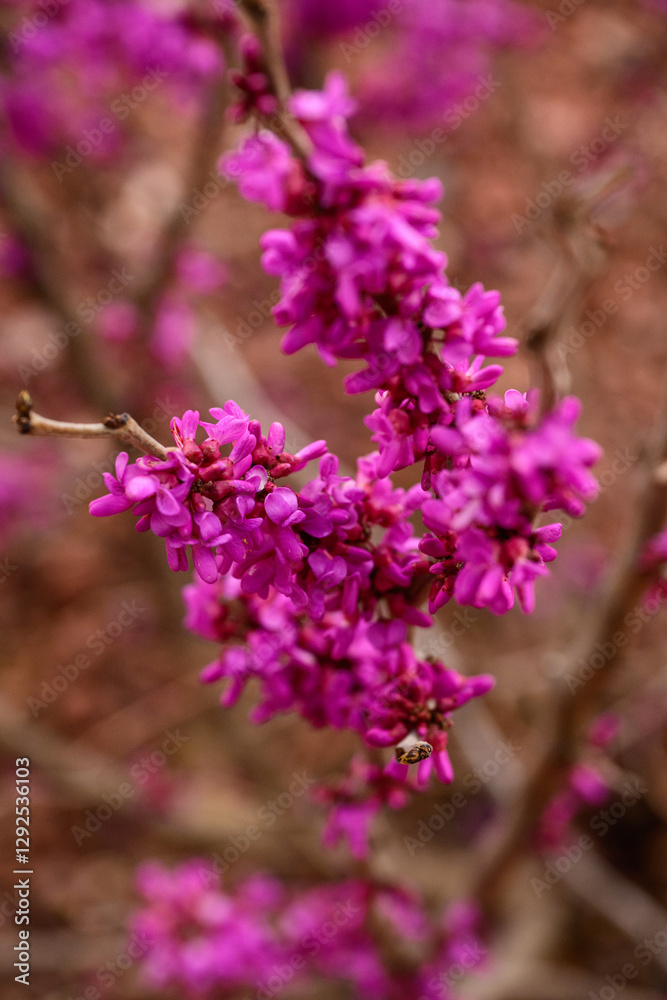 Obraz premium purple redbud flowers sedona arizona