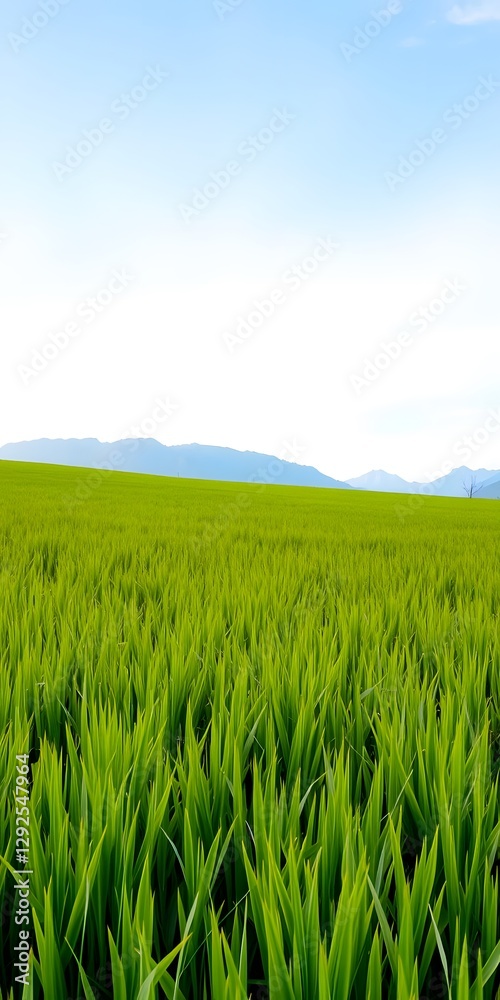 A vibrant green grass field with a soft blue sky and distant mountains creating a picturesque and calming scene. A vibrant green grass field with a soft blue sky and distant mountains creating a picturesque and calming scene.