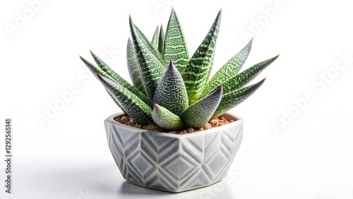 Haworthiopsis attenuata in geometric pot photo