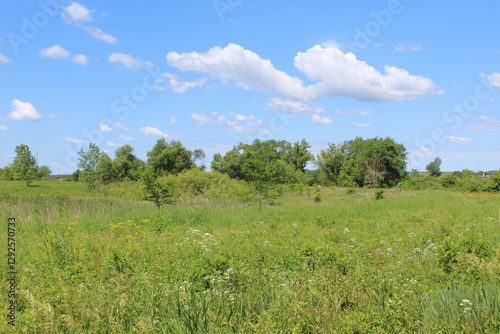 White and yellow wildflowers in a field at with trees in the background at James Pate Philip State Park in Bartlett, Illinois