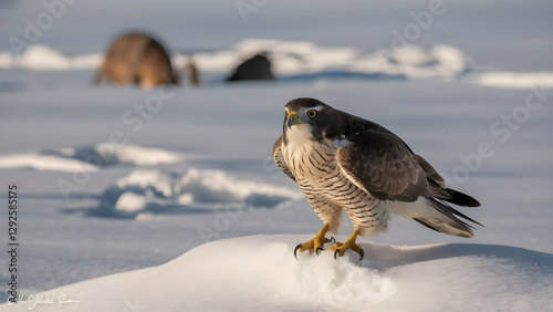 Falcon Standing on Snow with Sharp Gaze
