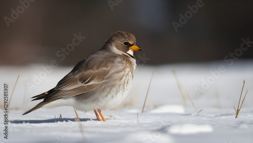 Brownish-Gray Bird on Snow-Covered Ground with Yellow Beak